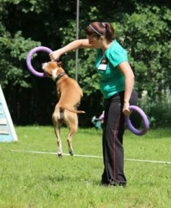 Collar Puller Juguete Mordedor -Suministros De Mascotas Ventas 2024 10665 Dispositivo adiestramiento perros Puller3 62fe0bde95f6c g