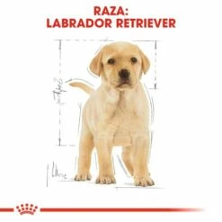 Royal Canin Labrador Retriever Puppy Pienso Para Cachorro De Raza 20 Royal Canin Labrador Retriever Puppy Pienso Para Cachorro De Raza -Suministros De Mascotas Ventas 2024 112 6 5 g