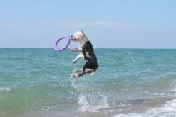 Collar Puller Juguete Mordedor -Suministros De Mascotas Ventas 2024 114417 collar 5 g