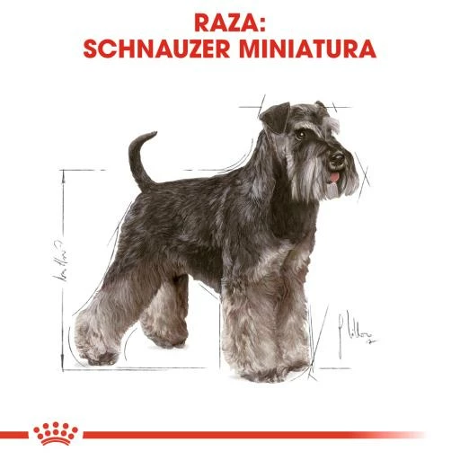 Royal Canin Miniature Schnauzer Adult Pienso Para Perro Adulto De Raza 5 Royal Canin Miniature Schnauzer Adult Pienso Para Perro Adulto De Raza - Imagen 3