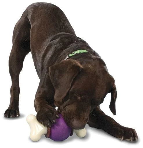 Busy Buddy Pelota Mordedor Bouncy Bone Para Perros 6 Busy Buddy Pelota Mordedor Bouncy Bone Para Perros - Imagen 4