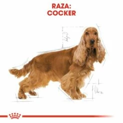 Royal Canin Cocker Adult Pienso Para Perro Adulto De Raza -Suministros De Mascotas Ventas 2024 145 4 2 g