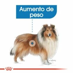 Royal Canin Maxi Light Weight Care Para El Control De Peso En Tamaño Grande -Suministros De Mascotas Ventas 2024 165677 rc ccn lightmaxi cv eretailkit 2 es es 3 g