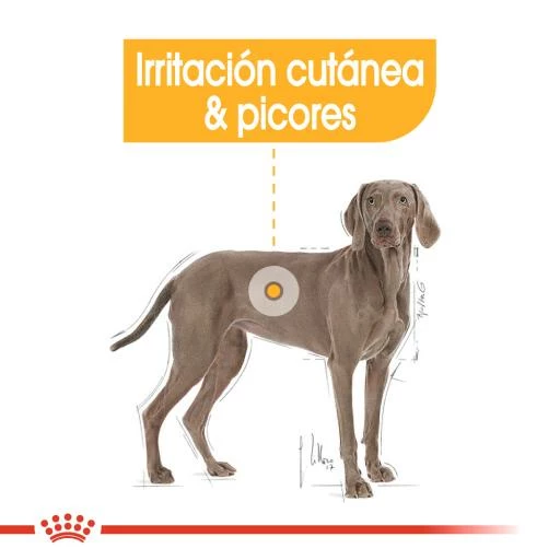Royal Canin Maxi Dermacomfort Pienso Para Perro Adulto Grande Con Piel Sensible 5 Royal Canin Maxi Dermacomfort Pienso Para Perro Adulto Grande Con Piel Sensible - Imagen 3