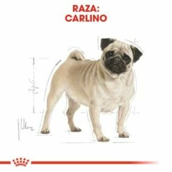 Royal Canin Pug Adult Pienso Para Perro Adulto Carlino -Suministros De Mascotas Ventas 2024 169 3 2 g