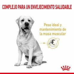 Royal Canin Labrador Retriever Ageing 5+ Pienso Para Perro De Edad Avanzada -Suministros De Mascotas Ventas 2024 174676 rc spt dry lab5 cv 1 es es 2 g