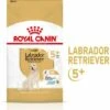 Royal Canin Labrador Retriever Ageing 5+ Pienso Para Perro De Edad Avanzada -Suministros De Mascotas Ventas 2024 174676 rc spt dry lab5 mv 1 es es 6 g