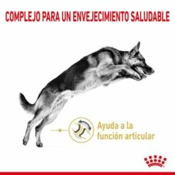 Royal Canin German Shepherd Ageing 5+ Pienso Perro En Edad Avanzada Pastor Alemán 11 Royal Canin German Shepherd Ageing 5+ Pienso Perro En Edad Avanzada Pastor Alemán -Suministros De Mascotas Ventas 2024 174677 rc spt dry germshep5 cv 1 es es 2 g