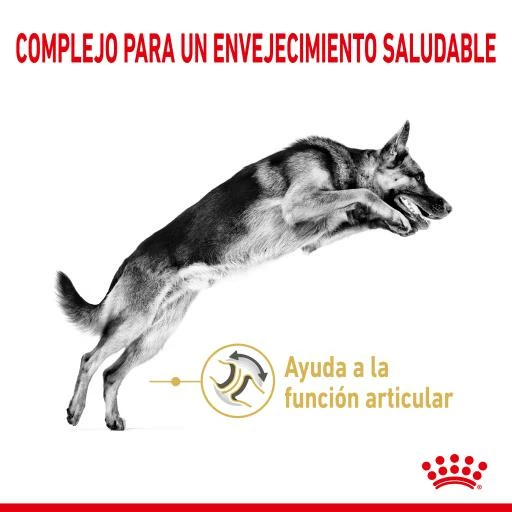 Royal Canin German Shepherd Ageing 5+ Pienso Perro En Edad Avanzada Pastor Alemán 6 Royal Canin German Shepherd Ageing 5+ Pienso Perro En Edad Avanzada Pastor Alemán - Imagen 4