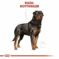 Royal Canin Rottweiler Adult Pienso Para Perro Adulto De Raza -Suministros De Mascotas Ventas 2024 180 3 2 g