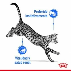 Pack 12 Royal Canin Indoor Sterilised Comida Húmeda En Salsa Para Gato Adulto Esterilizado De Interior 12 Pack 12 Royal Canin Indoor Sterilised Comida Húmeda En Salsa Para Gato Adulto Esterilizado De Interior -Suministros De Mascotas Ventas 2024 188602 rc spt wet ind7sterjelly cv 1 es es 2 g