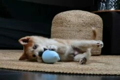 Petit Juguete Sonajero Balu Azul -Suministros De Mascotas Ventas 2024 2 63e4e41e06124 g