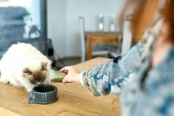 HPM Pienso Virbac Veterinary U2 Urology Dissolution & Prevention Para Reducir Cálculos En Gatos 8 HPM Pienso Virbac Veterinary U2 Urology Dissolution & Prevention Para Reducir Cálculos En Gatos -Suministros De Mascotas Ventas 2024 2018 03 07 47 64256c53d313b g