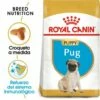 Royal Canin Pug Puppy Pienso Para Cachorro Carlino -Suministros De Mascotas Ventas 2024 22240 1 0 g