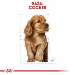 Royal Canin Cocker Puppy Pienso Para Cachorro De Raza 16 Royal Canin Cocker Puppy Pienso Para Cachorro De Raza -Suministros De Mascotas Ventas 2024 22241 6 5 g