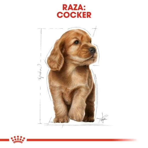 Royal Canin Cocker Puppy Pienso Para Cachorro De Raza 8 Royal Canin Cocker Puppy Pienso Para Cachorro De Raza - Imagen 6