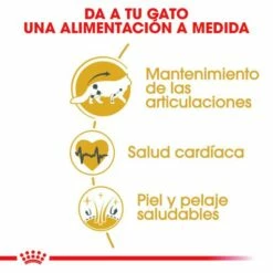 Royal Canin Maine Coon Pienso Para Gato Adulto De Raza -Suministros De Mascotas Ventas 2024 3459 1 g