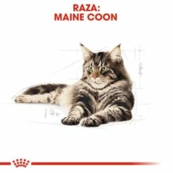 Royal Canin Maine Coon Pienso Para Gato Adulto De Raza -Suministros De Mascotas Ventas 2024 3459 5 g