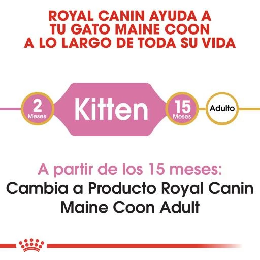 Royal Canin Kitten Maine Coon Pienso Para Gatito De Raza 5 Royal Canin Kitten Maine Coon Pienso Para Gatito De Raza - Imagen 3