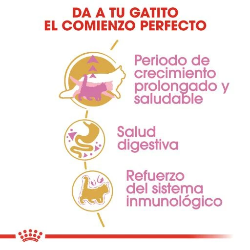 Royal Canin Kitten Maine Coon Pienso Para Gatito De Raza 6 Royal Canin Kitten Maine Coon Pienso Para Gatito De Raza - Imagen 4