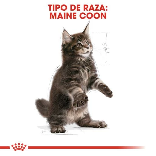 Royal Canin Kitten Maine Coon Pienso Para Gatito De Raza 8 Royal Canin Kitten Maine Coon Pienso Para Gatito De Raza - Imagen 6