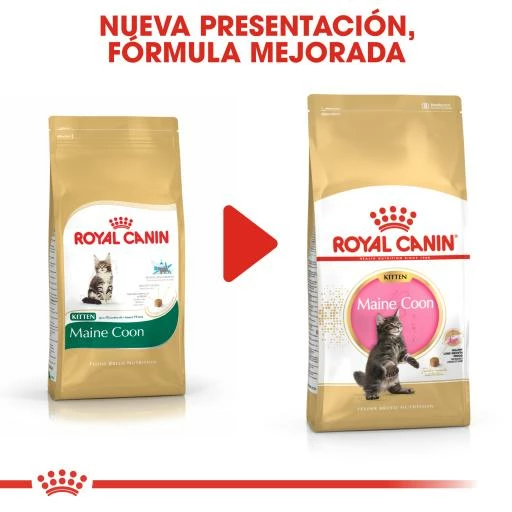 Royal Canin Kitten Maine Coon Pienso Para Gatito De Raza 10 Royal Canin Kitten Maine Coon Pienso Para Gatito De Raza - Imagen 8