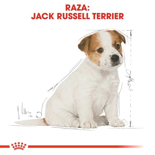Royal Canin Jack Russell Terrier Puppy Pienso Para Cachorro De Raza 8 Royal Canin Jack Russell Terrier Puppy Pienso Para Cachorro De Raza - Imagen 6