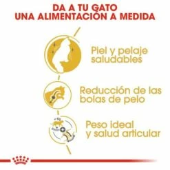 Royal Canin Norweigan Forest Pienso Para Gato Adulto Bosque De Noruega 13 Royal Canin Norweigan Forest Pienso Para Gato Adulto Bosque De Noruega -Suministros De Mascotas Ventas 2024 42931 1 g