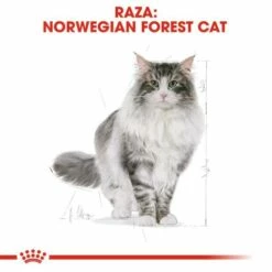 Royal Canin Norweigan Forest Pienso Para Gato Adulto Bosque De Noruega 18 Royal Canin Norweigan Forest Pienso Para Gato Adulto Bosque De Noruega -Suministros De Mascotas Ventas 2024 42931 6 g