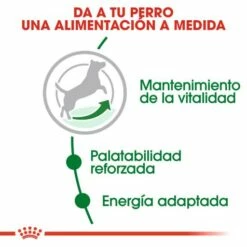 Royal Canin Mini Adult 8+ Pienso Para Perro Sénior De Razas Tamaño Pequeña -Suministros De Mascotas Ventas 2024 43 3 2 g