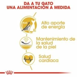 Royal Canin Sphynx Pienso Para Gato Adulto Esfinge -Suministros De Mascotas Ventas 2024 4988 1 g