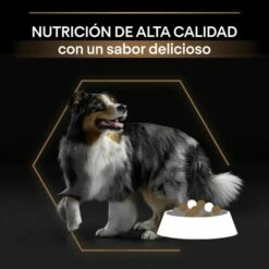 Pro Plan Duo Delice Adult Dog Buey -Suministros De Mascotas Ventas 2024 7613034083784 4 64d4f1bb61222 g