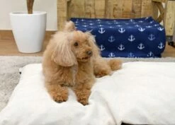 Musqui Cojín Basic Arena Para Perros -Suministros De Mascotas Ventas 2024 Cama beige Life style 7 63a58a3274d76 g