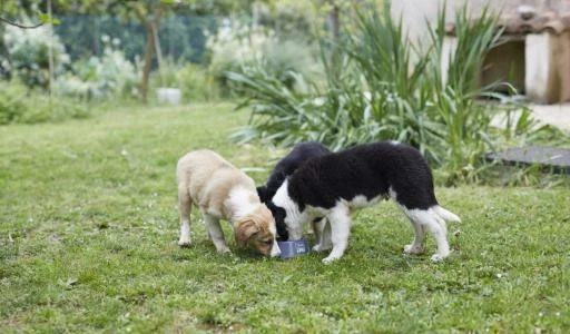 HPM Pienso Virbac Veterinary Baby Large & Medium Para Cachorros Medianos Y Grandes 5 HPM Pienso Virbac Veterinary Baby Large & Medium Para Cachorros Medianos Y Grandes - Imagen 3