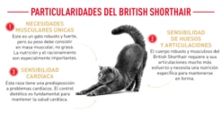 Royal Canin British Shorthair Pienso Para Gato Adulto De Raza 17 Royal Canin British Shorthair Pienso Para Gato Adulto De Raza -Suministros De Mascotas Ventas 2024 FBN Adult BritishShorth desk ES mod4 62f5091634ce0 g