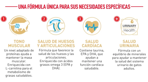 Royal Canin British Shorthair Pienso Para Gato Adulto De Raza 10 Royal Canin British Shorthair Pienso Para Gato Adulto De Raza - Imagen 8