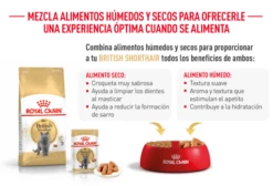 Royal Canin British Shorthair Pienso Para Gato Adulto De Raza 19 Royal Canin British Shorthair Pienso Para Gato Adulto De Raza -Suministros De Mascotas Ventas 2024 FBN Adult BritishShorth desk ES mod7 63035b8ac880f g
