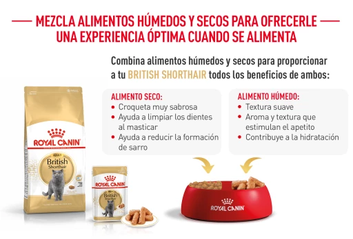 Royal Canin British Shorthair Pienso Para Gato Adulto De Raza 11 Royal Canin British Shorthair Pienso Para Gato Adulto De Raza - Imagen 9