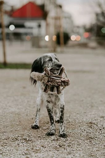 Hunter Mordedor Wildlife Train Ardilla Para Perros 4 Hunter Mordedor Wildlife Train Ardilla Para Perros - Imagen 2