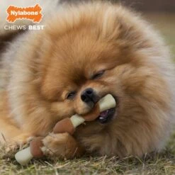 Nylabone EC Shish Kebab Chicken 9 Nylabone EC Shish Kebab Chicken -Suministros De Mascotas Ventas 2024 JU01719 4 637e37685c3cb g