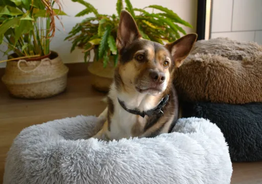 Musqui Cama Redonda Relax Gris Oscuro Para Perros Y Gatos 10 Musqui Cama Redonda Relax Gris Oscuro Para Perros Y Gatos - Imagen 8