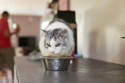 HPM Pienso Virbac Veterinary U1 Urology Struvite Dissolution Para Disolver Cálculos De Estruvita En Gato 8 HPM Pienso Virbac Veterinary U1 Urology Struvite Dissolution Para Disolver Cálculos De Estruvita En Gato -Suministros De Mascotas Ventas 2024 MG 8222 64256cccb0e7b g