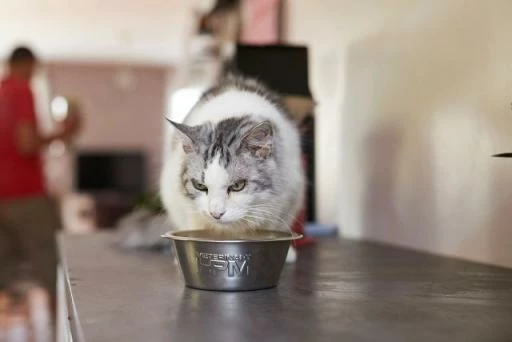 HPM Pienso Virbac Veterinary U1 Urology Struvite Dissolution Para Disolver Cálculos De Estruvita En Gato 5 HPM Pienso Virbac Veterinary U1 Urology Struvite Dissolution Para Disolver Cálculos De Estruvita En Gato - Imagen 3