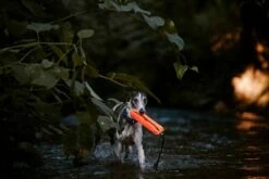 Julius K9 Motivador Multidummy Multifunción Para Perros -Suministros De Mascotas Ventas 2024 Motivador Multidummy 6478ac2e58fed g