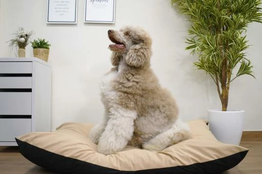 Musqui Cojín Desenfundable Ethnic Beige Para Perros Y Gatos 4 Musqui Cojín Desenfundable Ethnic Beige Para Perros Y Gatos - Imagen 2