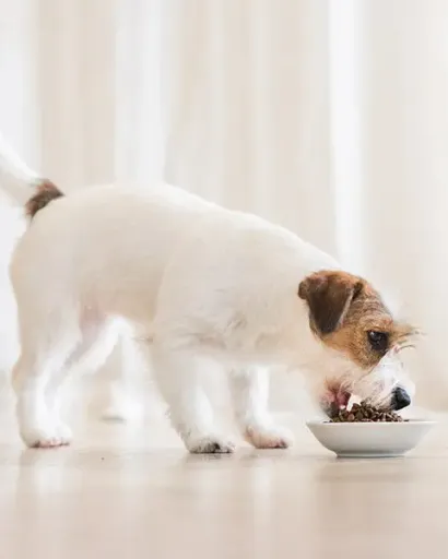 Schesir Pienso Mantenimiento De Pollo Para Perros De Razas Pequeñas 4 Schesir Pienso Mantenimiento De Pollo Para Perros De Razas Pequeñas - Imagen 2