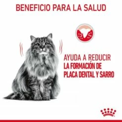 Royal Canin Oral Care Pienso De Gato Adulto Con Sensibilidad Oral -Suministros De Mascotas Ventas 2024 RC FCN DentalCare CV 1 es ES 649d6bfb758b1 g