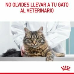 Royal Canin Oral Care Pienso De Gato Adulto Con Sensibilidad Oral -Suministros De Mascotas Ventas 2024 RC FCN DentalCare CV 9 es ES 649d6bfb84a1a g