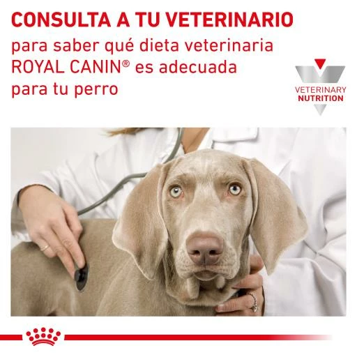 Royal Canin Pienso Senior Consult Mature Small Dog 13 Royal Canin Pienso Senior Consult Mature Small Dog - Imagen 11