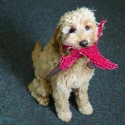 KONG Peluche Stegosaurus Verde -Suministros De Mascotas Ventas 2024 RDY13 2 1000x1000 62ea3d6515e8e g